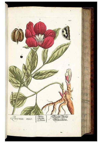 Reproducción/Reproduction 8429974744: Herbarium Blackwellianum emendatum et auctum, id est, Elisabethae Blackwell collectio stirpium. Norimbergae : Typis Io. Iosephi Fleischmanni, 1750-1773.