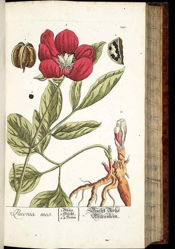 Reproducción/Reproduction 8429974744: Herbarium Blackwellianum emendatum et auctum, id est, Elisabethae Blackwell collectio stirpium. Norimbergae : Typis Io. Iosephi Fleischmanni, 1750-1773.