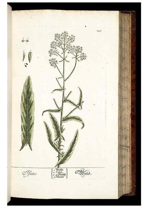 Reproducción/Reproduction 8428886463: Herbarium Blackwellianum emendatum et auctum, id est, Elisabethae Blackwell collectio stirpium. Norimbergae : Typis Io. Iosephi Fleischmanni, 1750-1773.
