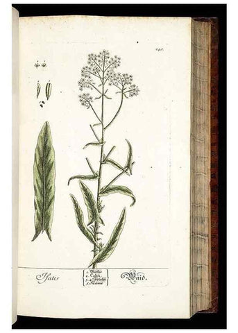 Reproducción/Reproduction 8428886463: Herbarium Blackwellianum emendatum et auctum, id est, Elisabethae Blackwell collectio stirpium. Norimbergae : Typis Io. Iosephi Fleischmanni, 1750-1773.