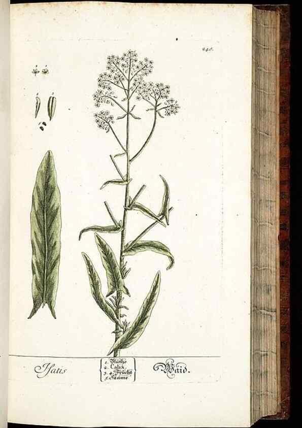 Reproducción/Reproduction 8428886463: Herbarium Blackwellianum emendatum et auctum, id est, Elisabethae Blackwell collectio stirpium. Norimbergae : Typis Io. Iosephi Fleischmanni, 1750-1773.