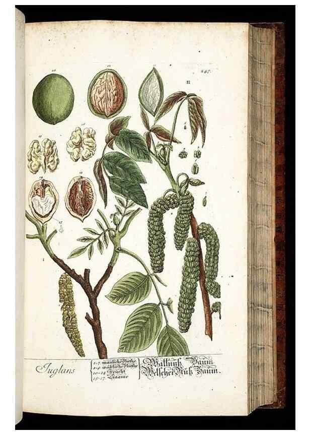 Reproducción/Reproduction 8428886723: Herbarium Blackwellianum emendatum et auctum, id est, Elisabethae Blackwell collectio stirpium. Norimbergae : Typis Io. Iosephi Fleischmanni, 1750-1773.