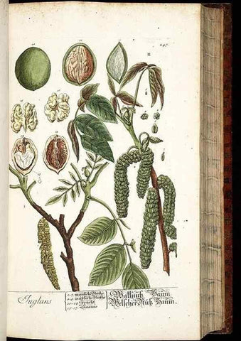 Reproducción/Reproduction 8428886723: Herbarium Blackwellianum emendatum et auctum, id est, Elisabethae Blackwell collectio stirpium. Norimbergae : Typis Io. Iosephi Fleischmanni, 1750-1773.