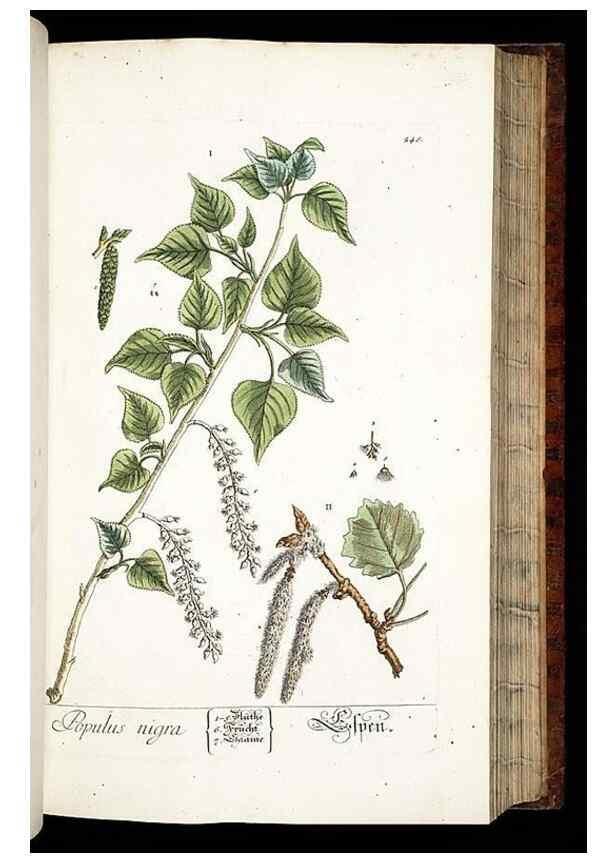 Reproducción/Reproduction 8429975350: Herbarium Blackwellianum emendatum et auctum, id est, Elisabethae Blackwell collectio stirpium. Norimbergae : Typis Io. Iosephi Fleischmanni, 1750-1773.