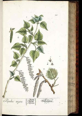 Reproducción/Reproduction 8429975350: Herbarium Blackwellianum emendatum et auctum, id est, Elisabethae Blackwell collectio stirpium. Norimbergae : Typis Io. Iosephi Fleischmanni, 1750-1773.