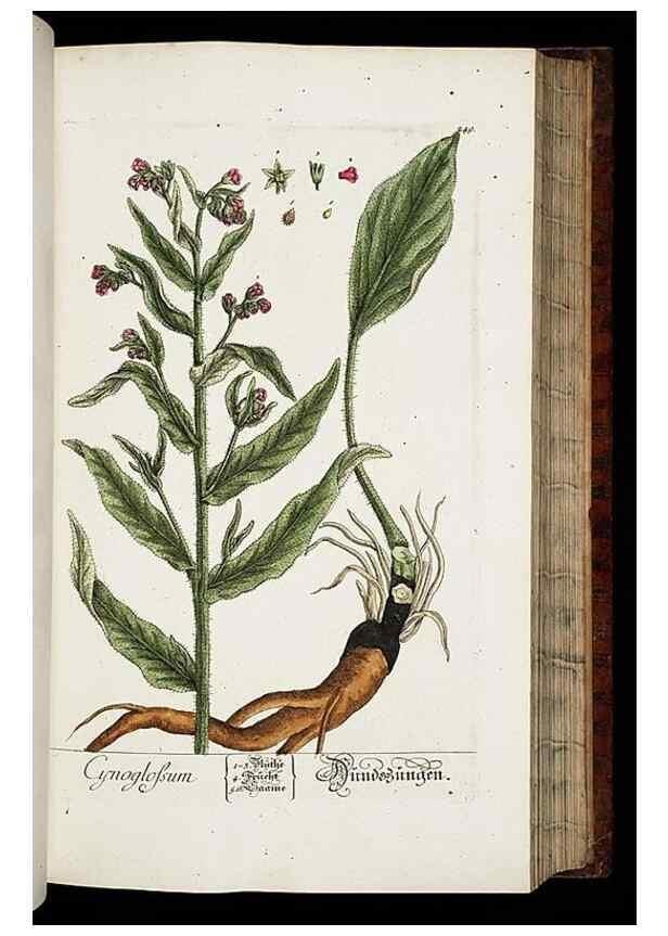 Reproducción/Reproduction 8429975504: Herbarium Blackwellianum emendatum et auctum, id est, Elisabethae Blackwell collectio stirpium. Norimbergae : Typis Io. Iosephi Fleischmanni, 1750-1773.