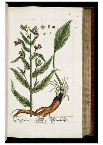 Reproducción/Reproduction 8429975504: Herbarium Blackwellianum emendatum et auctum, id est, Elisabethae Blackwell collectio stirpium. Norimbergae : Typis Io. Iosephi Fleischmanni, 1750-1773.