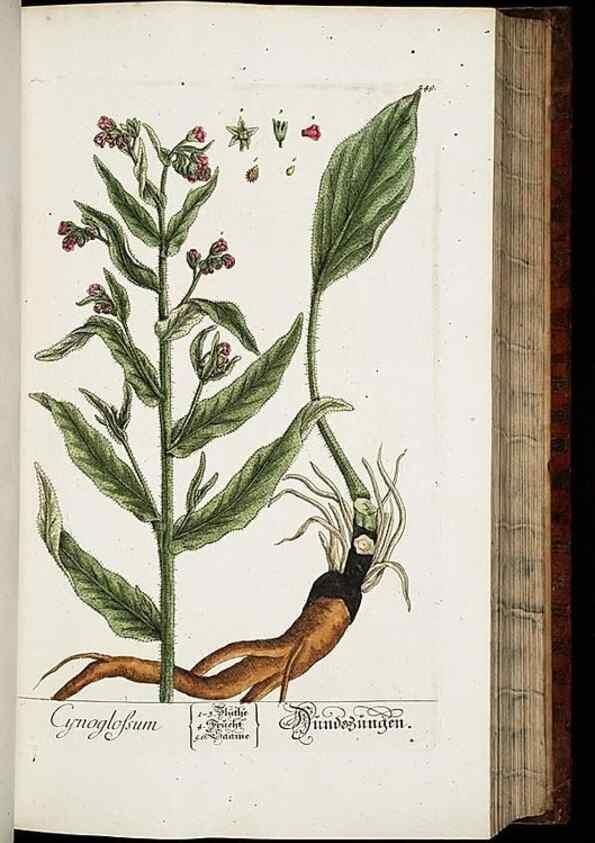 Reproducción/Reproduction 8429975504: Herbarium Blackwellianum emendatum et auctum, id est, Elisabethae Blackwell collectio stirpium. Norimbergae : Typis Io. Iosephi Fleischmanni, 1750-1773.