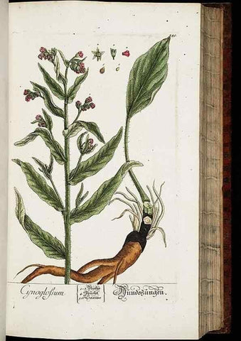 Reproducción/Reproduction 8429975504: Herbarium Blackwellianum emendatum et auctum, id est, Elisabethae Blackwell collectio stirpium. Norimbergae : Typis Io. Iosephi Fleischmanni, 1750-1773.