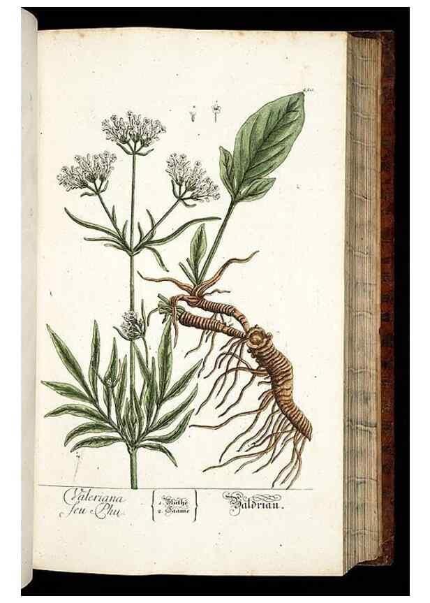 Reproducción/Reproduction 8428887183: Herbarium Blackwellianum emendatum et auctum, id est, Elisabethae Blackwell collectio stirpium. Norimbergae : Typis Io. Iosephi Fleischmanni, 1750-1773.