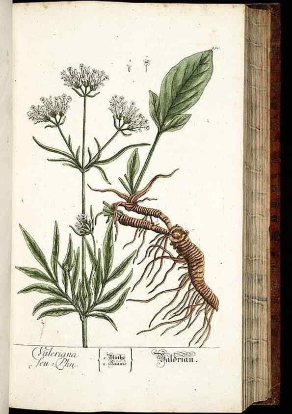 Reproducción/Reproduction 8428887183: Herbarium Blackwellianum emendatum et auctum, id est, Elisabethae Blackwell collectio stirpium. Norimbergae : Typis Io. Iosephi Fleischmanni, 1750-1773.