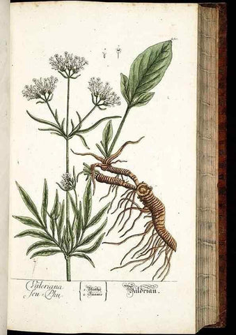 Reproducción/Reproduction 8428887183: Herbarium Blackwellianum emendatum et auctum, id est, Elisabethae Blackwell collectio stirpium. Norimbergae : Typis Io. Iosephi Fleischmanni, 1750-1773.