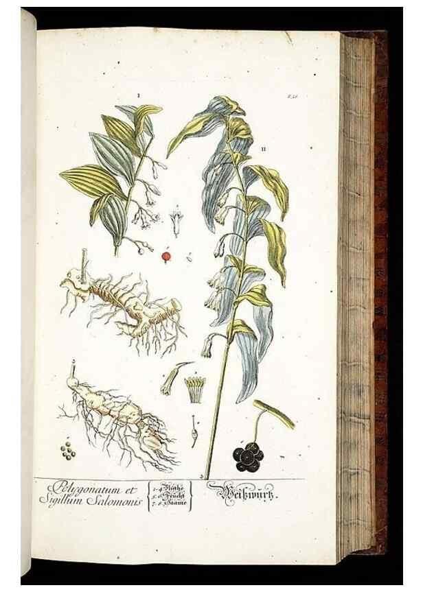 Reproducción/Reproduction 8428887259: Herbarium Blackwellianum emendatum et auctum, id est, Elisabethae Blackwell collectio stirpium. Norimbergae : Typis Io. Iosephi Fleischmanni, 1750-1773.