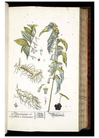 Reproducción/Reproduction 8428887259: Herbarium Blackwellianum emendatum et auctum, id est, Elisabethae Blackwell collectio stirpium. Norimbergae : Typis Io. Iosephi Fleischmanni, 1750-1773.