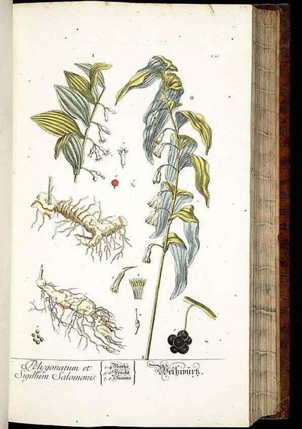 Reproducción/Reproduction 8428887259: Herbarium Blackwellianum emendatum et auctum, id est, Elisabethae Blackwell collectio stirpium. Norimbergae : Typis Io. Iosephi Fleischmanni, 1750-1773.