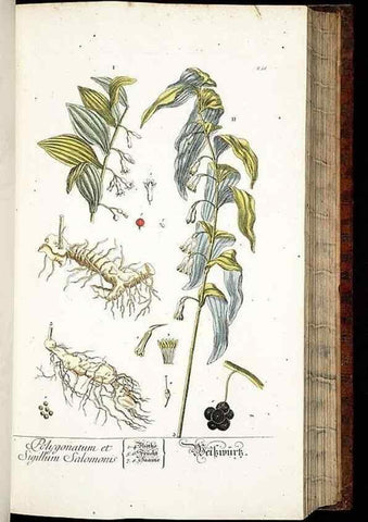 Reproducción/Reproduction 8428887259: Herbarium Blackwellianum emendatum et auctum, id est, Elisabethae Blackwell collectio stirpium. Norimbergae : Typis Io. Iosephi Fleischmanni, 1750-1773.