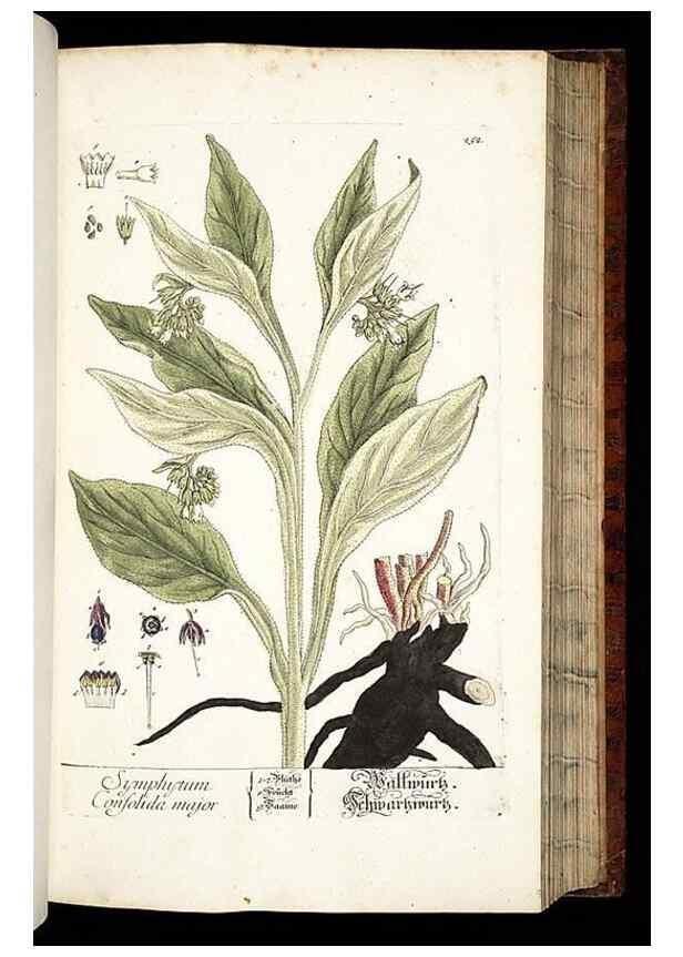 Reproducción/Reproduction 8428887539: Herbarium Blackwellianum emendatum et auctum, id est, Elisabethae Blackwell collectio stirpium. Norimbergae : Typis Io. Iosephi Fleischmanni, 1750-1773.