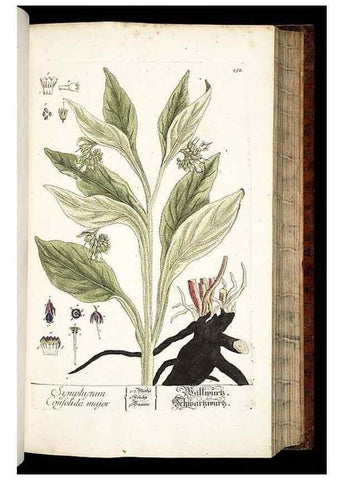 Reproducción/Reproduction 8428887539: Herbarium Blackwellianum emendatum et auctum, id est, Elisabethae Blackwell collectio stirpium. Norimbergae : Typis Io. Iosephi Fleischmanni, 1750-1773.