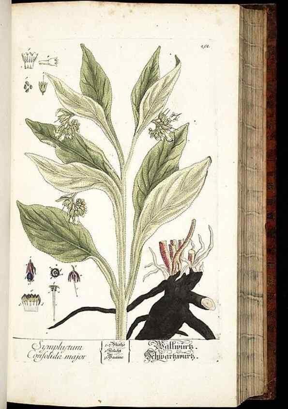 Reproducción/Reproduction 8428887539: Herbarium Blackwellianum emendatum et auctum, id est, Elisabethae Blackwell collectio stirpium. Norimbergae : Typis Io. Iosephi Fleischmanni, 1750-1773.