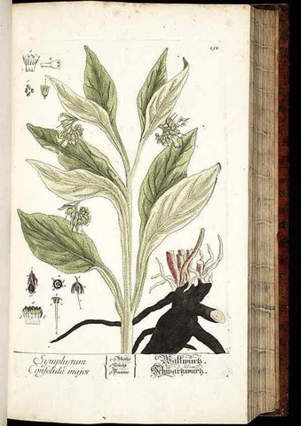 Reproducción/Reproduction 8428887539: Herbarium Blackwellianum emendatum et auctum, id est, Elisabethae Blackwell collectio stirpium. Norimbergae : Typis Io. Iosephi Fleischmanni, 1750-1773.