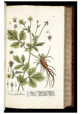 Reproducción/Reproduction 8429976172: Herbarium Blackwellianum emendatum et auctum, id est, Elisabethae Blackwell collectio stirpium. Norimbergae : Typis Io. Iosephi Fleischmanni, 1750-1773.
