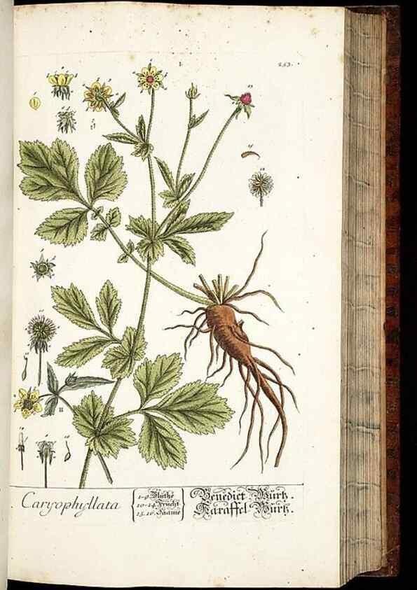 Reproducción/Reproduction 8429976172: Herbarium Blackwellianum emendatum et auctum, id est, Elisabethae Blackwell collectio stirpium. Norimbergae : Typis Io. Iosephi Fleischmanni, 1750-1773.