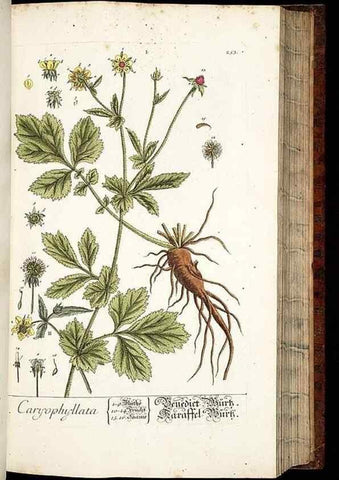 Reproducción/Reproduction 8429976172: Herbarium Blackwellianum emendatum et auctum, id est, Elisabethae Blackwell collectio stirpium. Norimbergae : Typis Io. Iosephi Fleischmanni, 1750-1773.