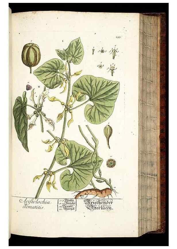 Reproducción/Reproduction 8428888051: Herbarium Blackwellianum emendatum et auctum, id est, Elisabethae Blackwell collectio stirpium. Norimbergae : Typis Io. Iosephi Fleischmanni, 1750-1773.