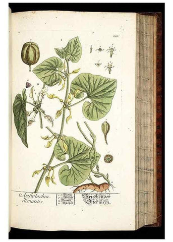 Reproducción/Reproduction 8428888051: Herbarium Blackwellianum emendatum et auctum, id est, Elisabethae Blackwell collectio stirpium. Norimbergae : Typis Io. Iosephi Fleischmanni, 1750-1773.