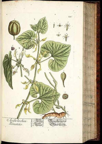 Reproducción/Reproduction 8428888051: Herbarium Blackwellianum emendatum et auctum, id est, Elisabethae Blackwell collectio stirpium. Norimbergae : Typis Io. Iosephi Fleischmanni, 1750-1773.