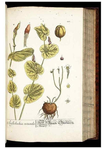 Reproducción/Reproduction 8429976696: Herbarium Blackwellianum emendatum et auctum, id est, Elisabethae Blackwell collectio stirpium. Norimbergae : Typis Io. Iosephi Fleischmanni, 1750-1773.