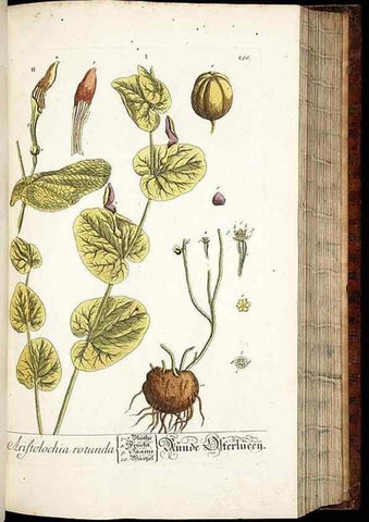 Reproducción/Reproduction 8429976696: Herbarium Blackwellianum emendatum et auctum, id est, Elisabethae Blackwell collectio stirpium. Norimbergae : Typis Io. Iosephi Fleischmanni, 1750-1773.