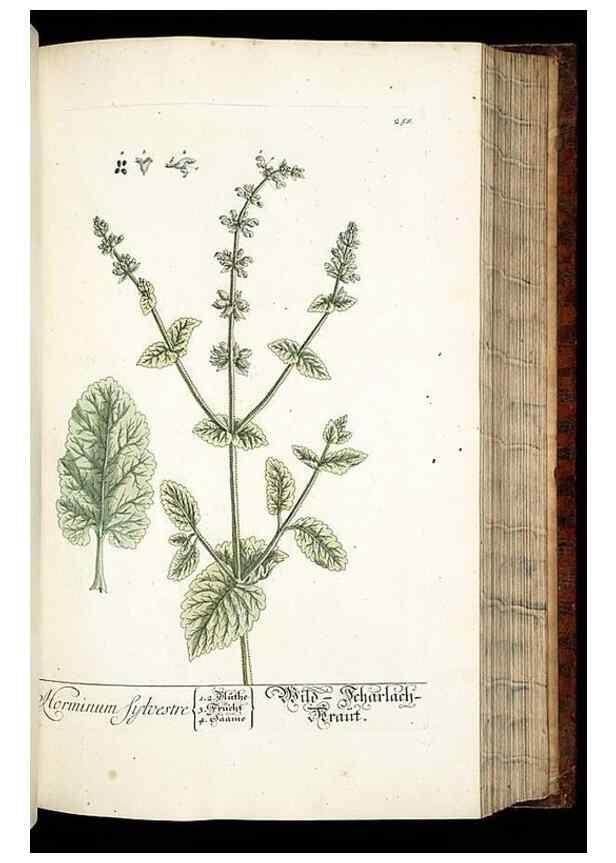 Reproducción/Reproduction 8428888641: Herbarium Blackwellianum emendatum et auctum, id est, Elisabethae Blackwell collectio stirpium. Norimbergae : Typis Io. Iosephi Fleischmanni, 1750-1773.