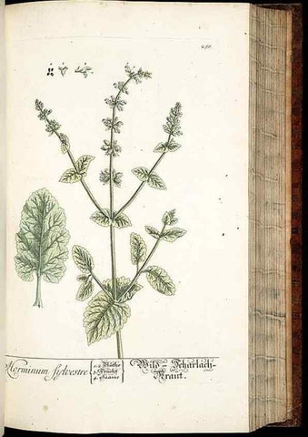 Reproducción/Reproduction 8428888641: Herbarium Blackwellianum emendatum et auctum, id est, Elisabethae Blackwell collectio stirpium. Norimbergae : Typis Io. Iosephi Fleischmanni, 1750-1773.