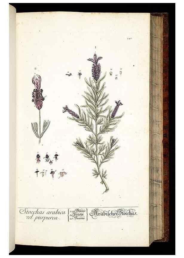 Reproducción/Reproduction 8429974038: Herbarium Blackwellianum emendatum et auctum, id est, Elisabethae Blackwell collectio stirpium. Norimbergae : Typis Io. Iosephi Fleischmanni, 1750-1773.