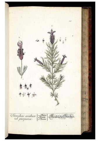 Reproducción/Reproduction 8429974038: Herbarium Blackwellianum emendatum et auctum, id est, Elisabethae Blackwell collectio stirpium. Norimbergae : Typis Io. Iosephi Fleischmanni, 1750-1773.