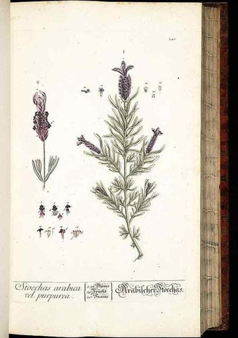 Reproducción/Reproduction 8429974038: Herbarium Blackwellianum emendatum et auctum, id est, Elisabethae Blackwell collectio stirpium. Norimbergae : Typis Io. Iosephi Fleischmanni, 1750-1773.