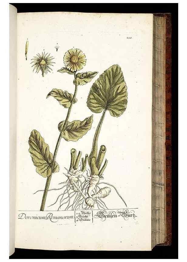 Reproducción/Reproduction 8428885169: Herbarium Blackwellianum emendatum et auctum, id est, Elisabethae Blackwell collectio stirpium. Norimbergae : Typis Io. Iosephi Fleischmanni, 1750-1773.