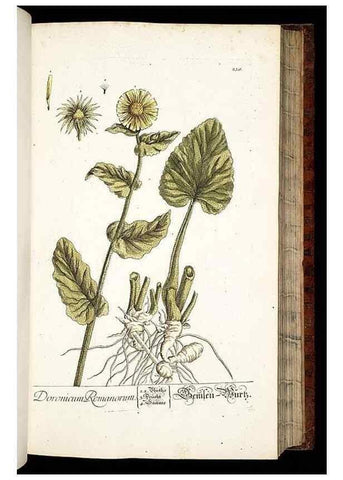 Reproducción/Reproduction 8428885169: Herbarium Blackwellianum emendatum et auctum, id est, Elisabethae Blackwell collectio stirpium. Norimbergae : Typis Io. Iosephi Fleischmanni, 1750-1773.