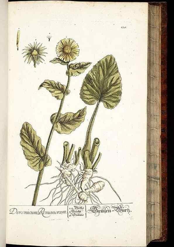 Reproducción/Reproduction 8428885169: Herbarium Blackwellianum emendatum et auctum, id est, Elisabethae Blackwell collectio stirpium. Norimbergae : Typis Io. Iosephi Fleischmanni, 1750-1773.