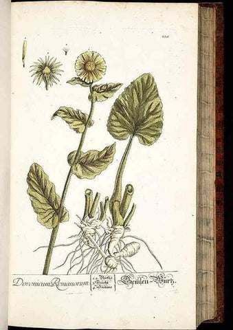 Reproducción/Reproduction 8428885169: Herbarium Blackwellianum emendatum et auctum, id est, Elisabethae Blackwell collectio stirpium. Norimbergae : Typis Io. Iosephi Fleischmanni, 1750-1773.