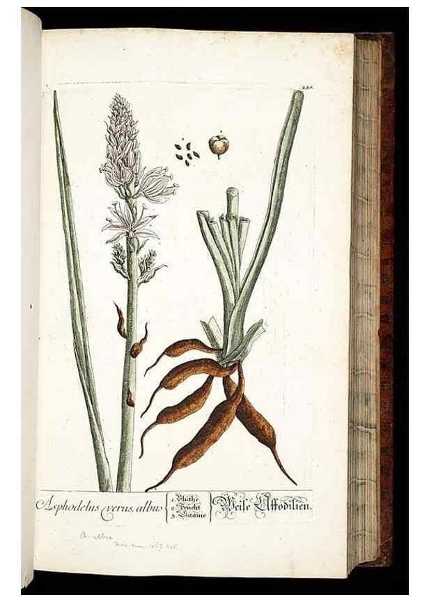Reproducción/Reproduction 8428884971: Herbarium Blackwellianum emendatum et auctum, id est, Elisabethae Blackwell collectio stirpium. Norimbergae : Typis Io. Iosephi Fleischmanni, 1750-1773.