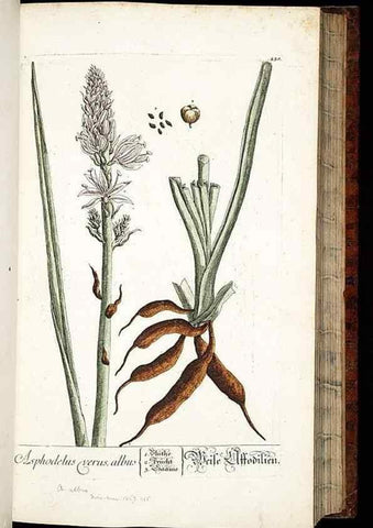 Reproducción/Reproduction 8428884971: Herbarium Blackwellianum emendatum et auctum, id est, Elisabethae Blackwell collectio stirpium. Norimbergae : Typis Io. Iosephi Fleischmanni, 1750-1773.