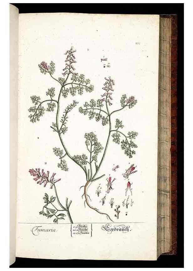 Reproducción/Reproduction 8429973330: Herbarium Blackwellianum emendatum et auctum, id est, Elisabethae Blackwell collectio stirpium. Norimbergae : Typis Io. Iosephi Fleischmanni, 1750-1773.