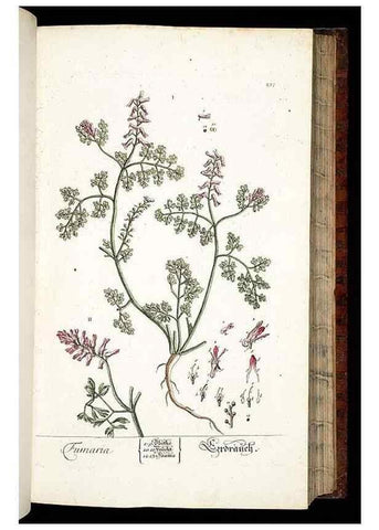 Reproducción/Reproduction 8429973330: Herbarium Blackwellianum emendatum et auctum, id est, Elisabethae Blackwell collectio stirpium. Norimbergae : Typis Io. Iosephi Fleischmanni, 1750-1773.