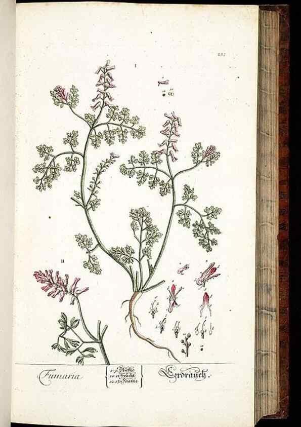 Reproducción/Reproduction 8429973330: Herbarium Blackwellianum emendatum et auctum, id est, Elisabethae Blackwell collectio stirpium. Norimbergae : Typis Io. Iosephi Fleischmanni, 1750-1773.