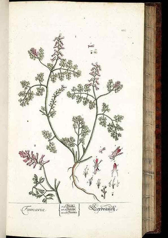 Reproducción/Reproduction 8429973330: Herbarium Blackwellianum emendatum et auctum, id est, Elisabethae Blackwell collectio stirpium. Norimbergae : Typis Io. Iosephi Fleischmanni, 1750-1773.
