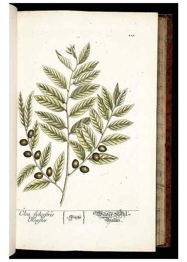 Reproducción/Reproduction 8429969116: Herbarium Blackwellianum emendatum et auctum, id est, Elisabethae Blackwell collectio stirpium. Norimbergae : Typis Io. Iosephi Fleischmanni, 1750-1773.