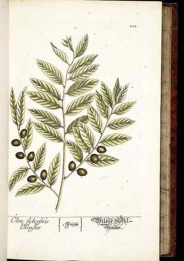 Reproducción/Reproduction 8429969116: Herbarium Blackwellianum emendatum et auctum, id est, Elisabethae Blackwell collectio stirpium. Norimbergae : Typis Io. Iosephi Fleischmanni, 1750-1773.