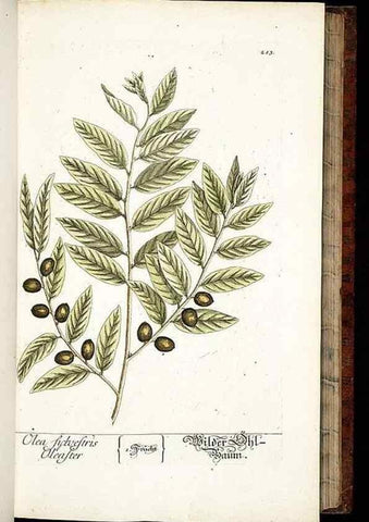 Reproducción/Reproduction 8429969116: Herbarium Blackwellianum emendatum et auctum, id est, Elisabethae Blackwell collectio stirpium. Norimbergae : Typis Io. Iosephi Fleischmanni, 1750-1773.